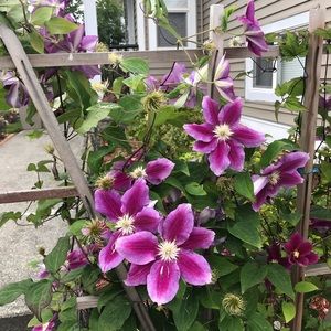 Meet your Posher, Thoa